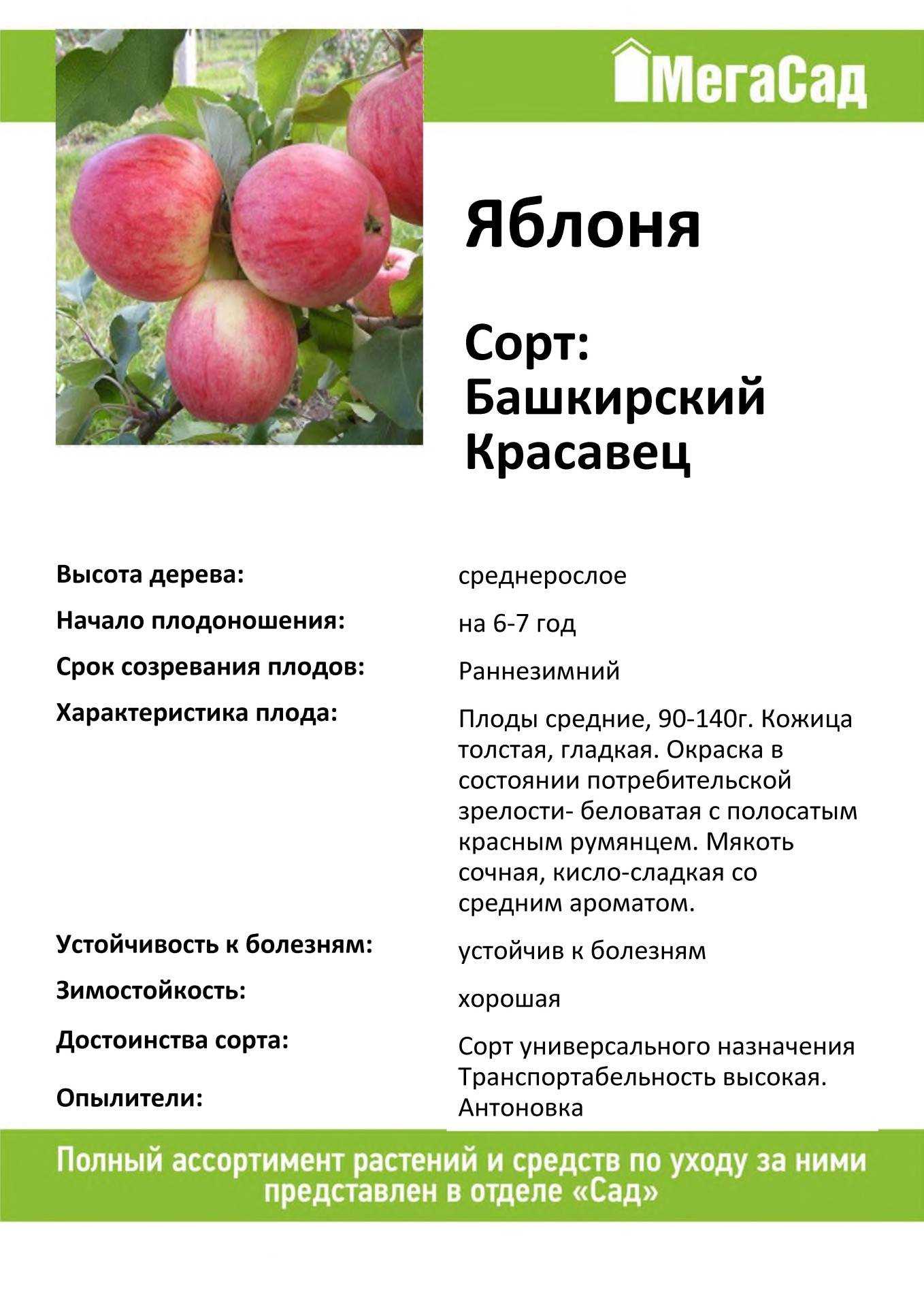 Башкирская красавица (яблоня): описание сорта и отзывы садоводов