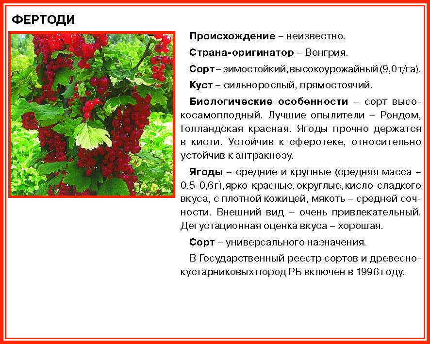 Смородина золотистая и желтая: 11 сортов - венера, ляйсан, дружина, шафак, солнышко