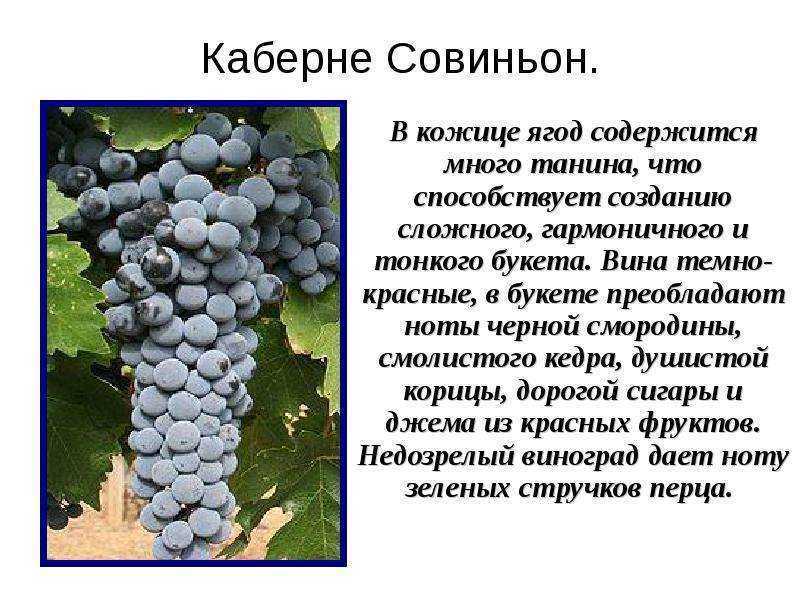 Виноград Каберне Совиньон: описание сорта, фото, отзывы виноградарей Рекомендации по уходу, обрезке
