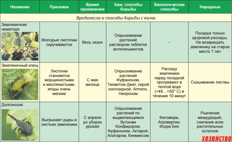 Образцовая усадьба  » архив сайта   » вредители и болезни облепихи с фото (признаки заболевания, методы борьбы)