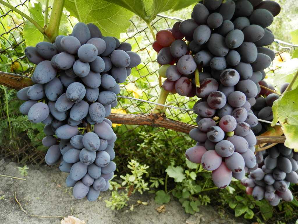 Виноград юпитер: описание и характеристика плодового кишмиша, технология выращивания и размножения, отзывы