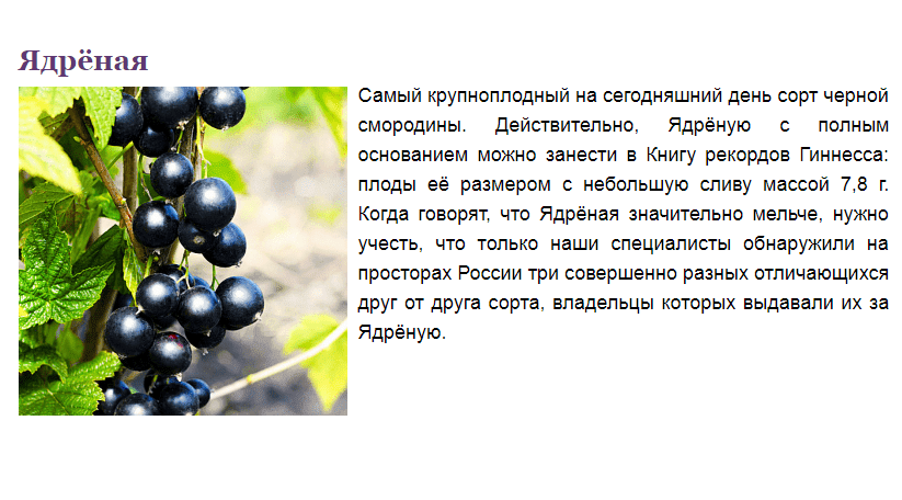 Белая и красная, черная и золотистая – какой сорт выбрать? лучшие сорта смородины, сорта с крупными ягодами для подмосковья (фото)
