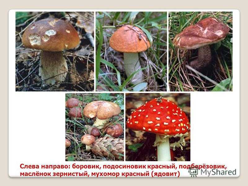 Подберёзовики, или обабки — какие бывают и с чем не спутать?