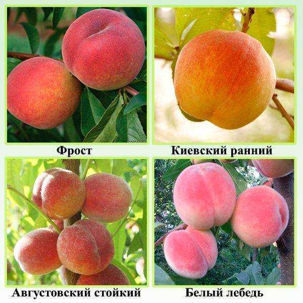 Сорт персика золотой юбилей