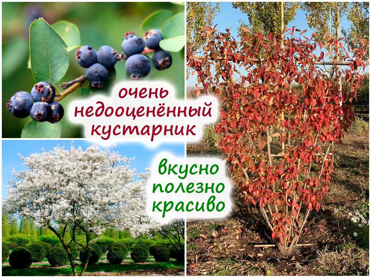Лучшие сорта ягоды ирги: подборка 15 самых неприхотливых, крупноплодных, зимостойких