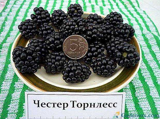 Ежевика честер: описание и характеристика сорта, посадка и уход, отзывы с фото