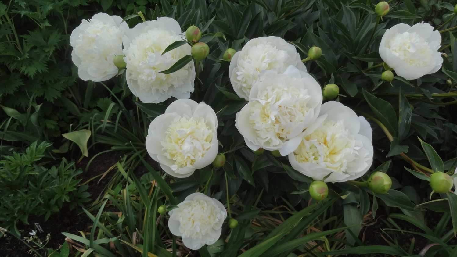 Пион дюшес де немур (duchesse de nemours) — выращивание сорта в саду
