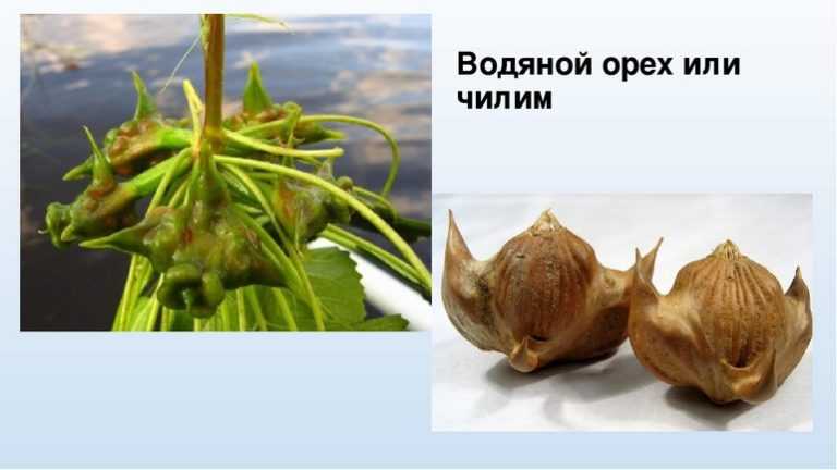Водяной орех чилим с шипами: как еще называется, кроме рогульник плавающий, максимовича, азовский, как выглядит, где растет в россии, как применяют?