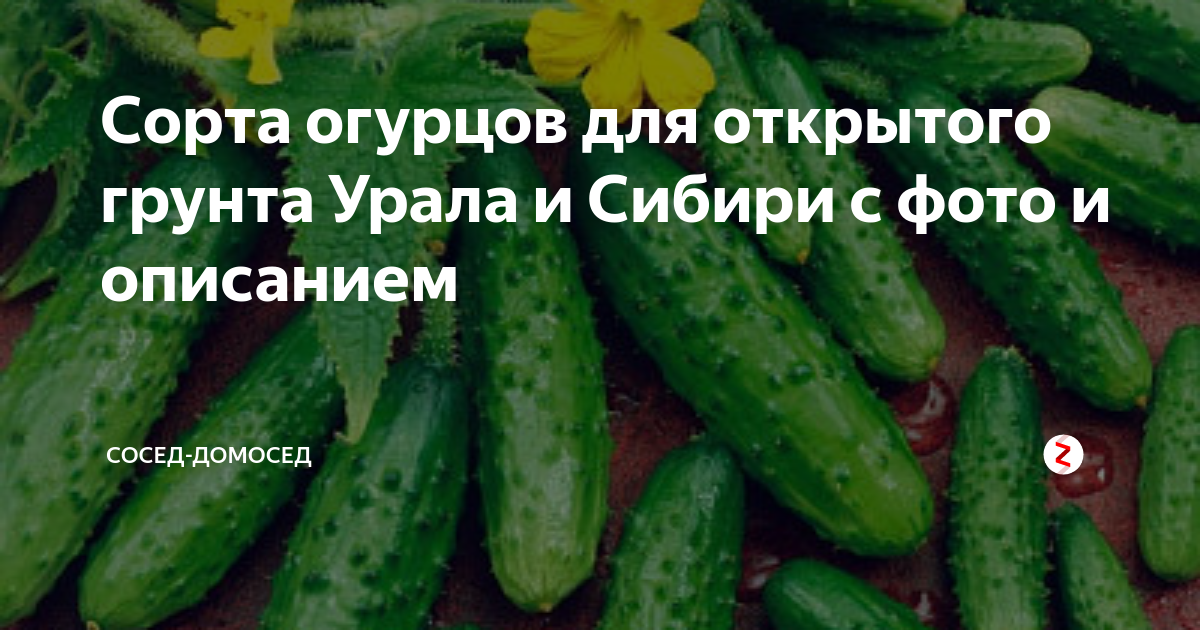 Лучшие сорта пучковых огурцов для открытого грунта и теплиц