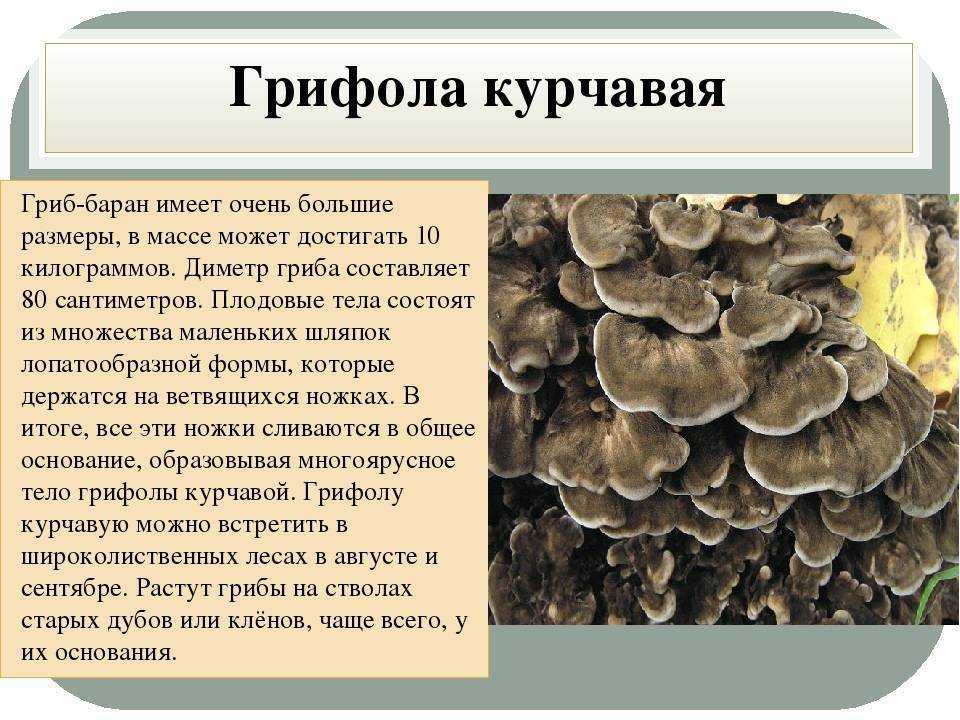 Гриб баран (майтаке, грифола курчавая) из красной книги - фото и описание, лечебные свойства, как выглядит и где растет