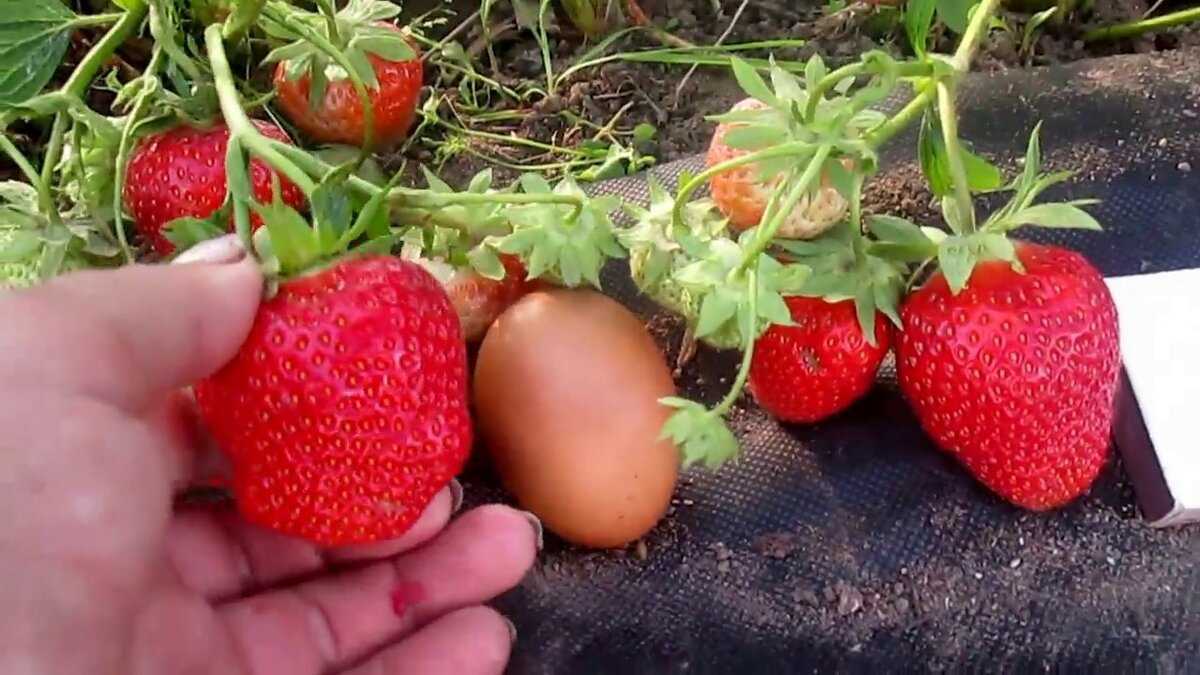 Клубника клери: описание сорта, плюсы и минусы, фото ягод и куста, отзывы садоводов