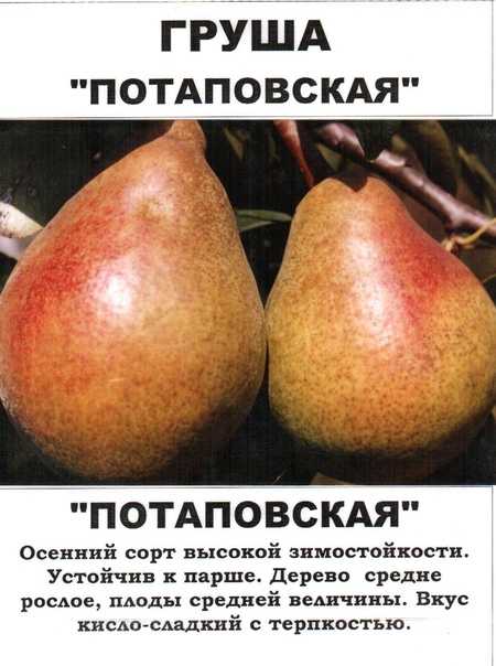 Груша лесная красавица: описание и характеристики, посадка и уход, когда собирать