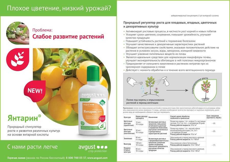 Описание и фото гриба зеленушка, способы приготовления