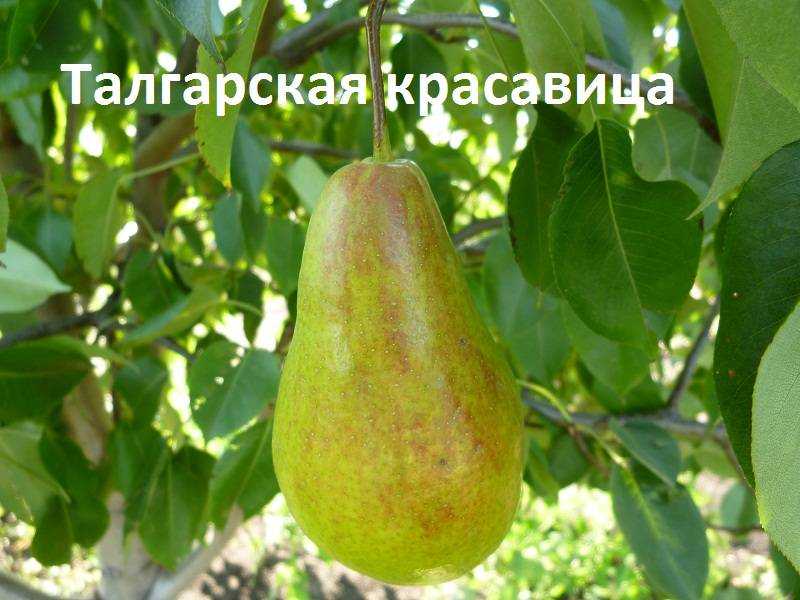 Груша лесная красавица: описание сорта, фото, отзывы
