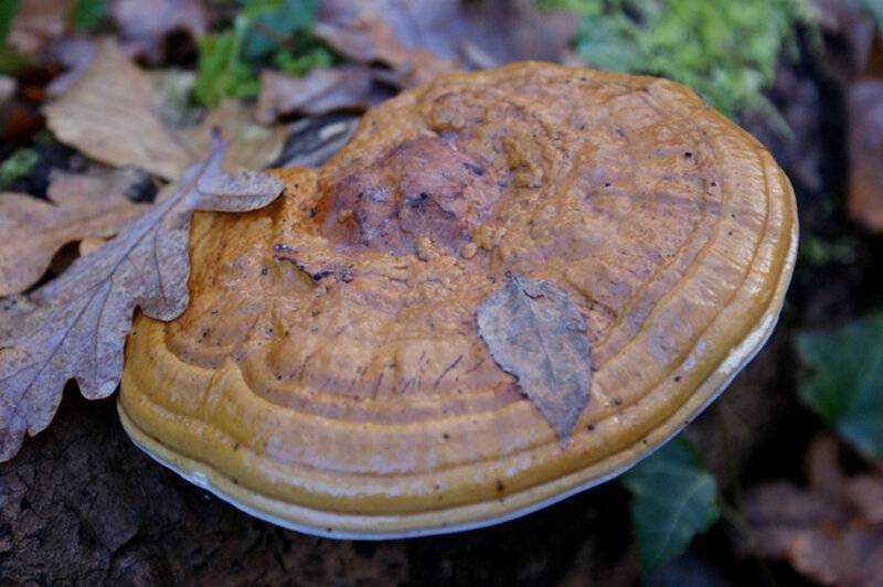 Каштановый гриб (gyroporus castaneus): где растет, виды, фото