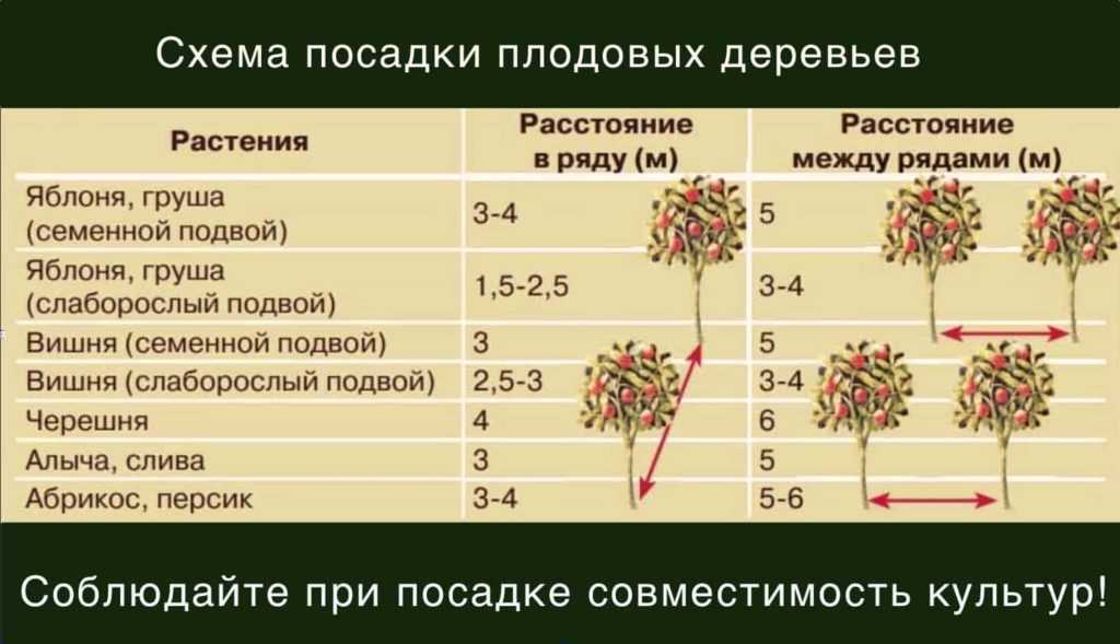 Размножение шиповника семенами и черенками - методы ухода за ростками