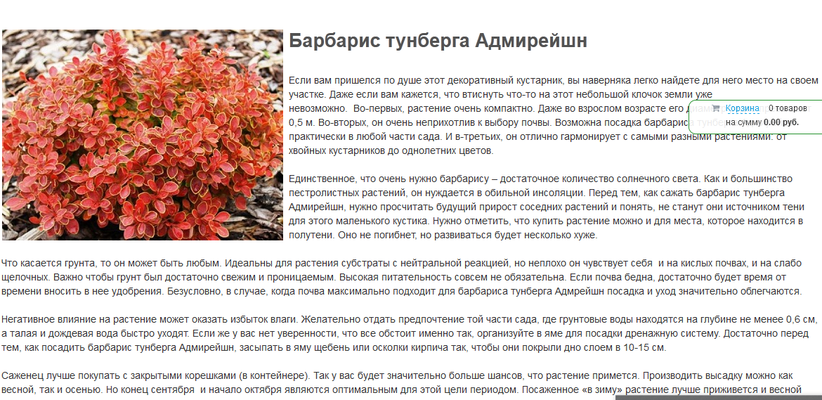 Барбарис тунберга мария (maria): описание, посадка и уход, фото