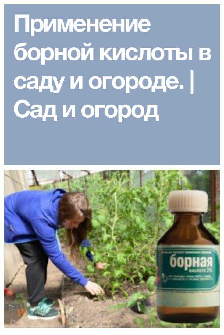 Подкормка клубники борной кислотой весной во время цветения и завязывания: рецепт и пропорции | садоёж