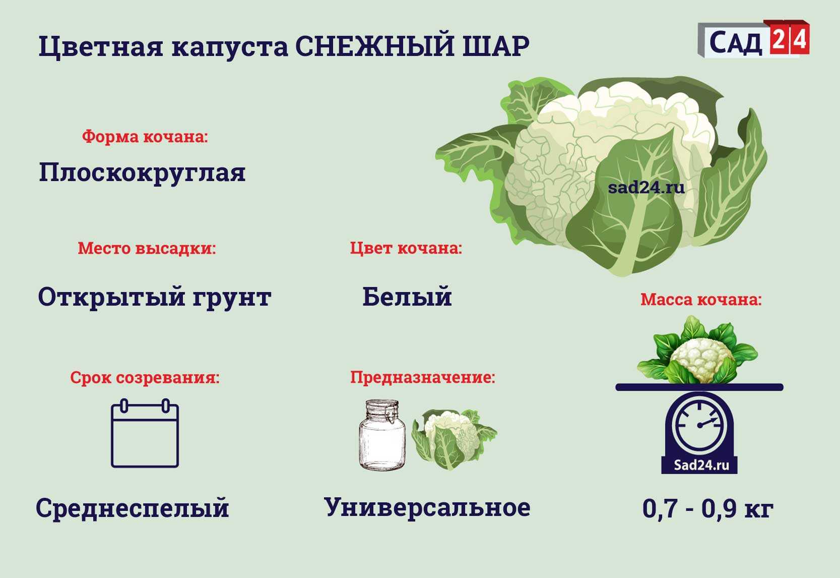 Капуста коля f1: описание белокочанного сорта и характеристика, фото семян, отзывы кто сажал