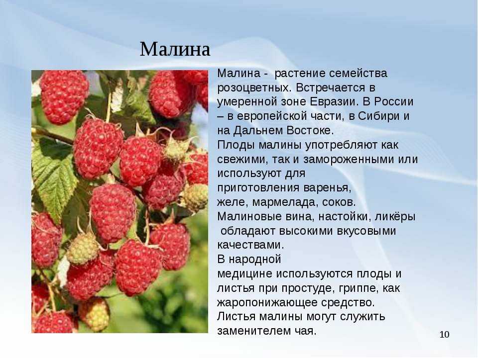 Выбираем сорта малины: самые зимостойкие, самые сладкие, желтоплодные и другие сорта малины на любой вкус