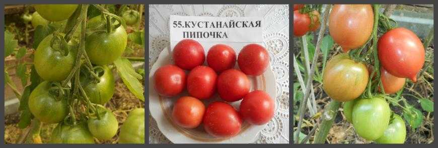 Томат с симпатичным названием сызранская пипочка: детальное описание, секреты выращивания, отзывы