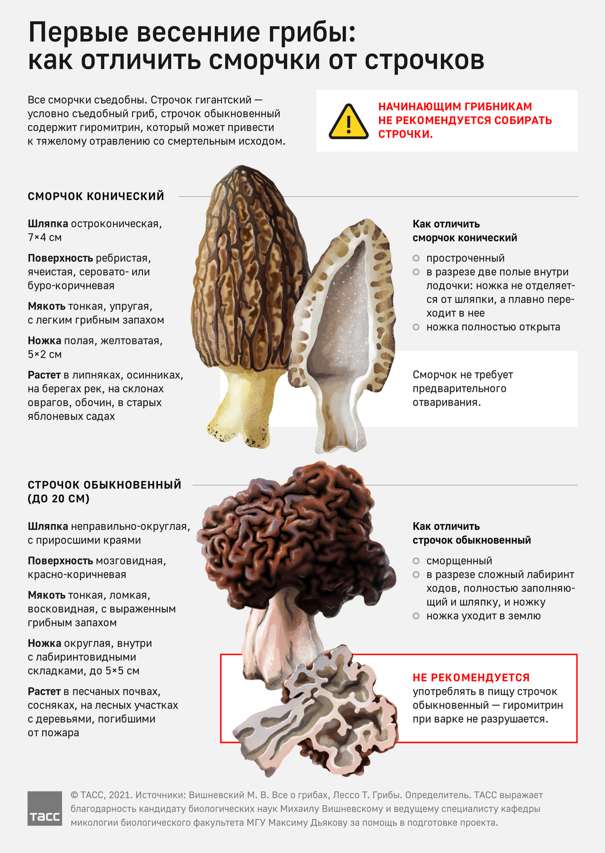 Как выглядят грибы сморчки - grib-doma.ru