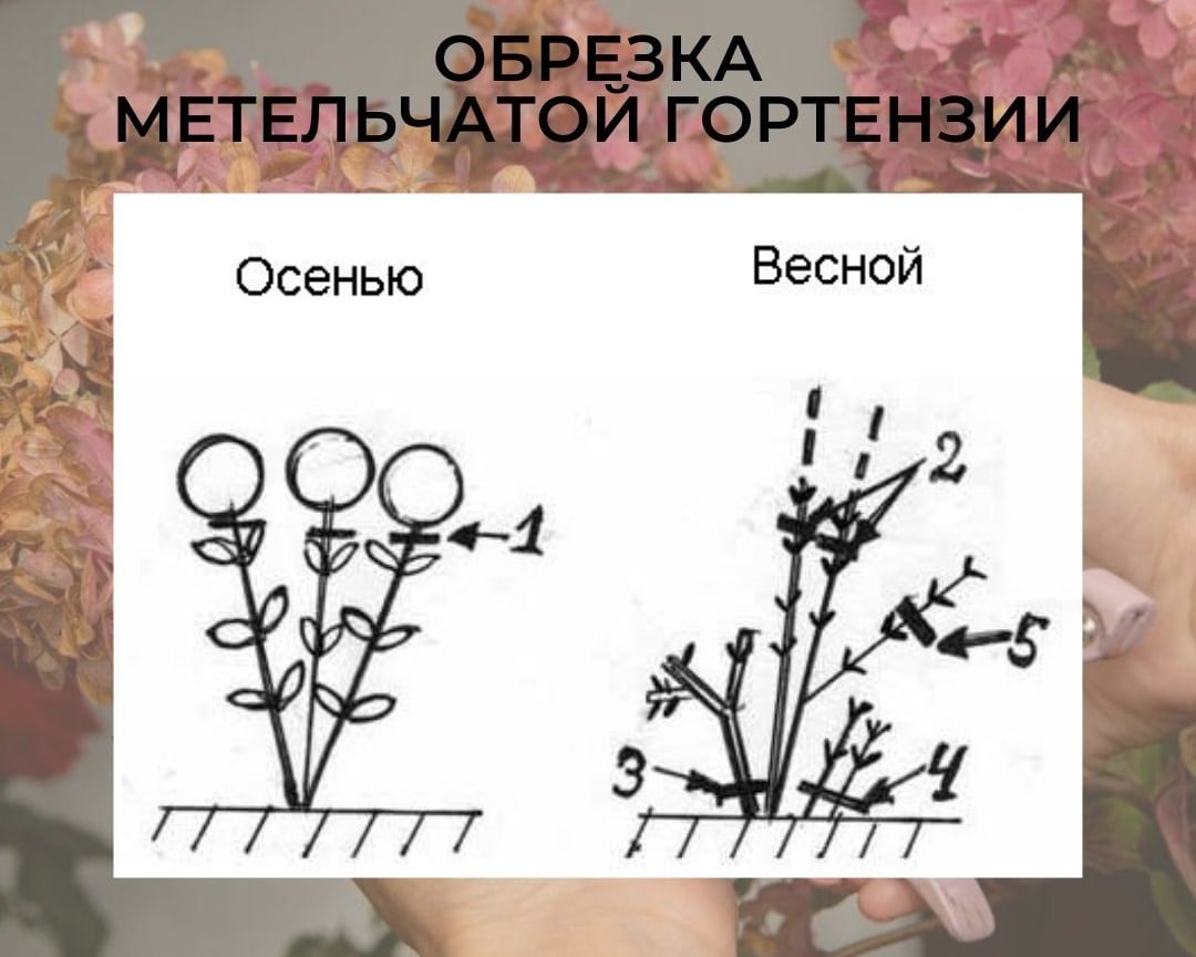 Весенняя обрезка гортензии метельчатой, древовидной, крупнолистной