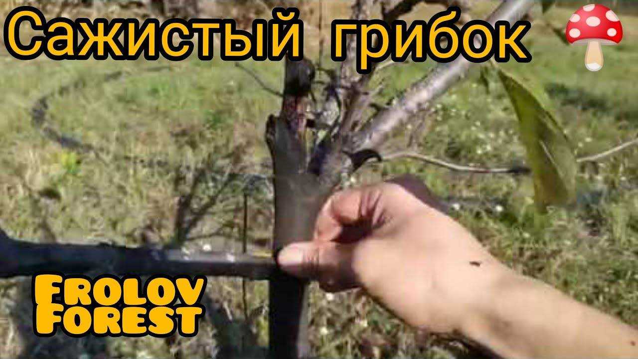 Грибок на яблоне, как бороться, как лечить, как избавиться?