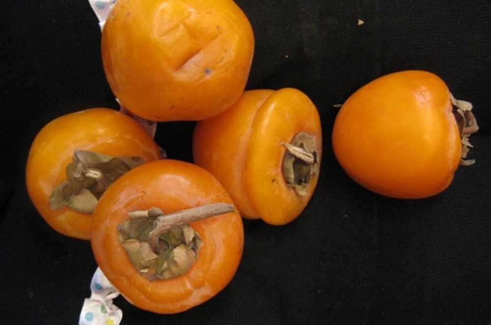 ✅ лучшие сорта хурмы. описание вкусовых качеств. морозостойкие сорта. сорта хурмы - cvetochki-rostov-na-donu.ru