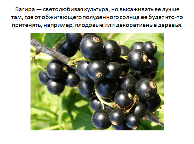 Черная смородина "багира": описание сорта, особенности выращивания и фото selo.guru — интернет портал о сельском хозяйстве