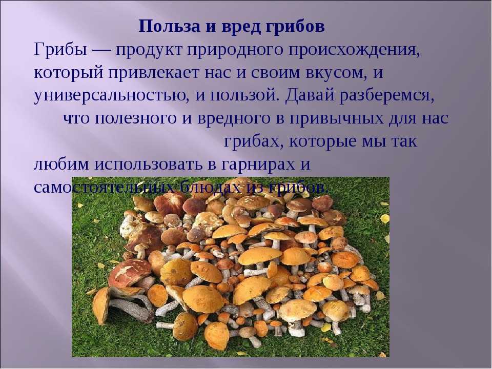 Гриб оленьи рожки, рогатик или рамария желтая (ramaria flava): фото, описание и как его готовить
