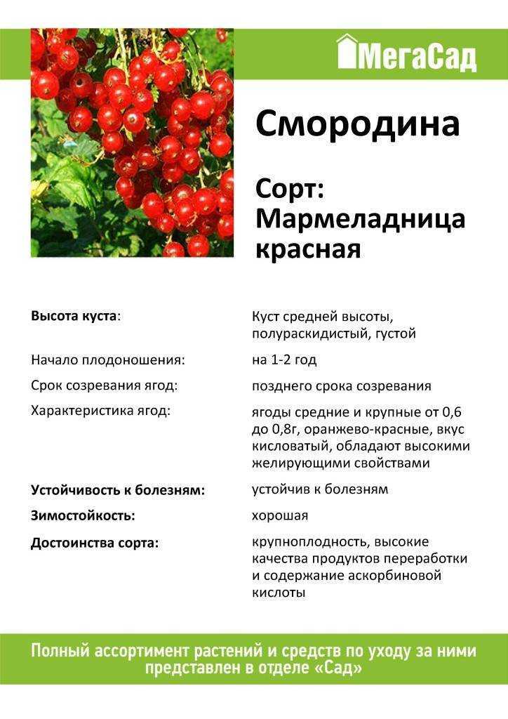 Лучшие сорта красной смородины - 35 самых сладких и урожайных для подмосковья, сибири, средней полосы, урала, ранние, морозостойкие