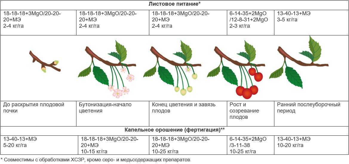 Чем подкормить сливу летом, правила и сроки внесения удобрений