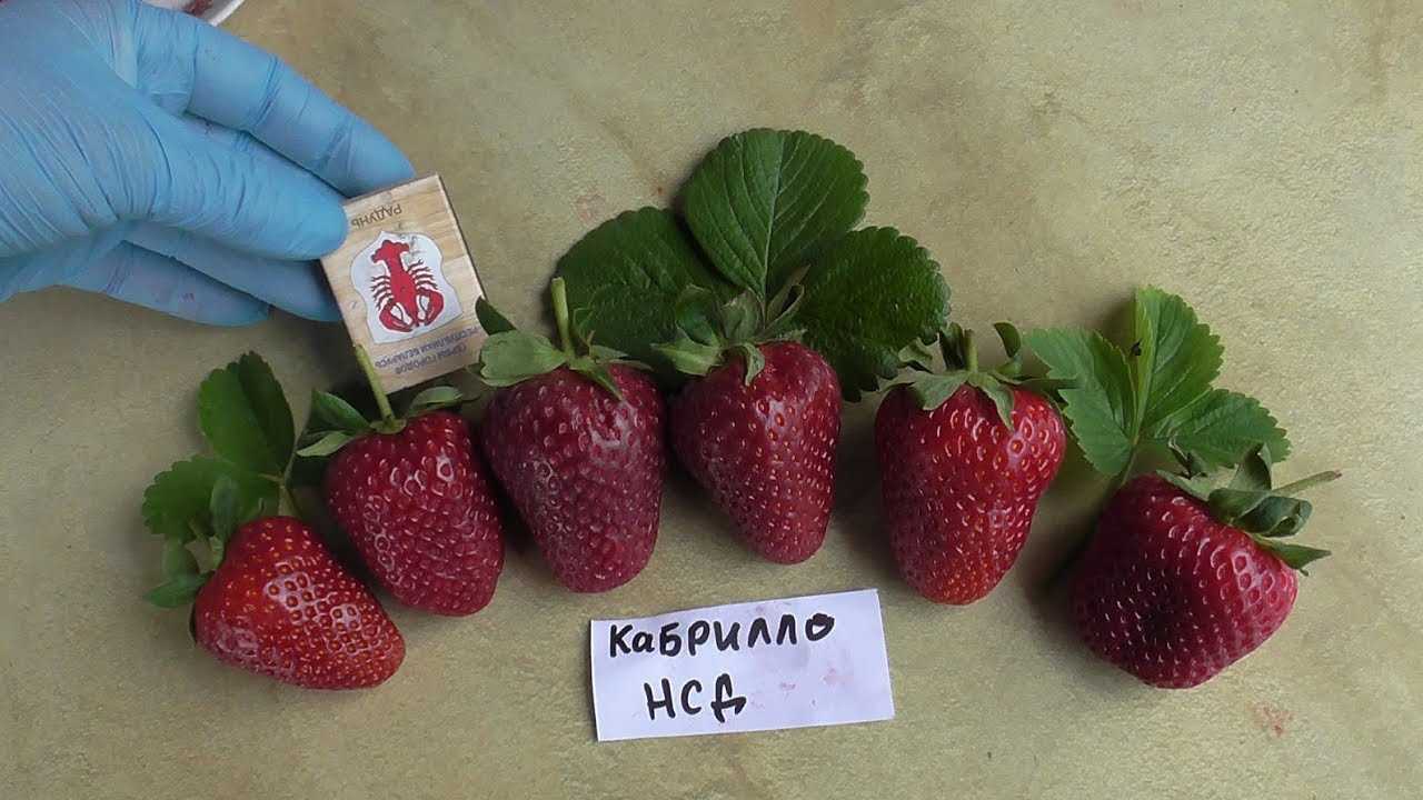 Выращивание черной клубники: 5 лучших сортов, посадка, полив, уход