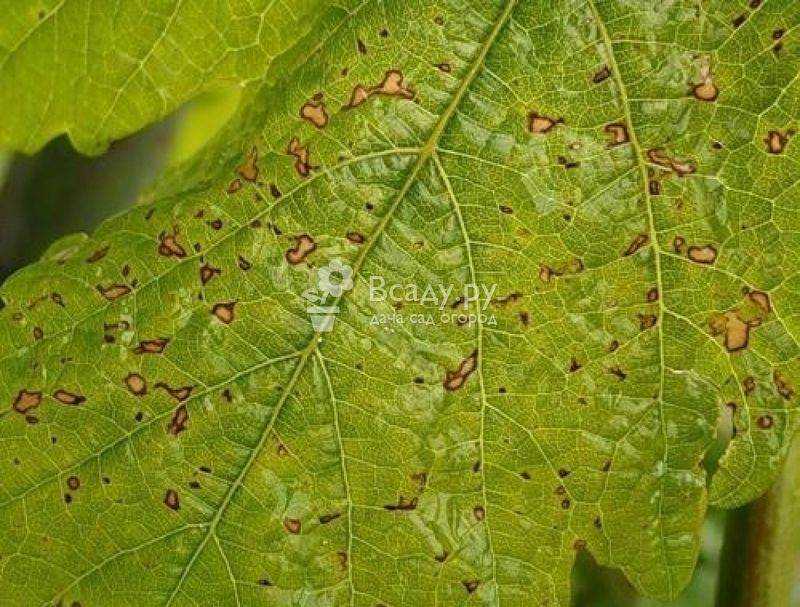 Болезни винограда на листьях, описание с фотографиями и способы лечения