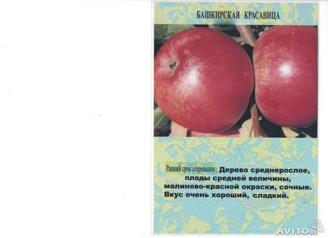 Сорт яблок башкирская красавица описание, фото, отзывы