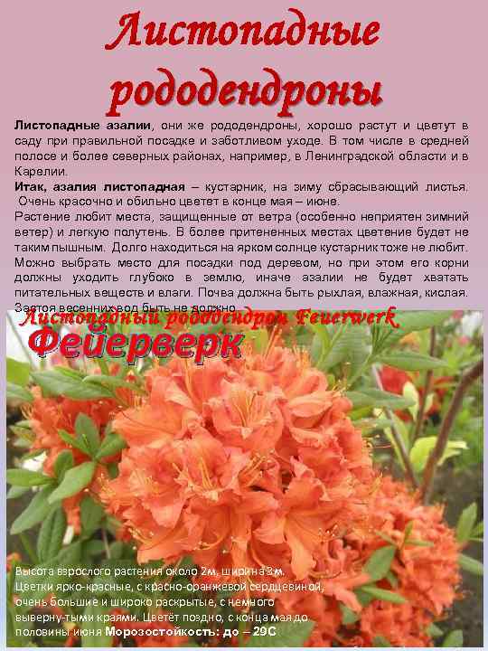 Рододендрон, или розовое дерево