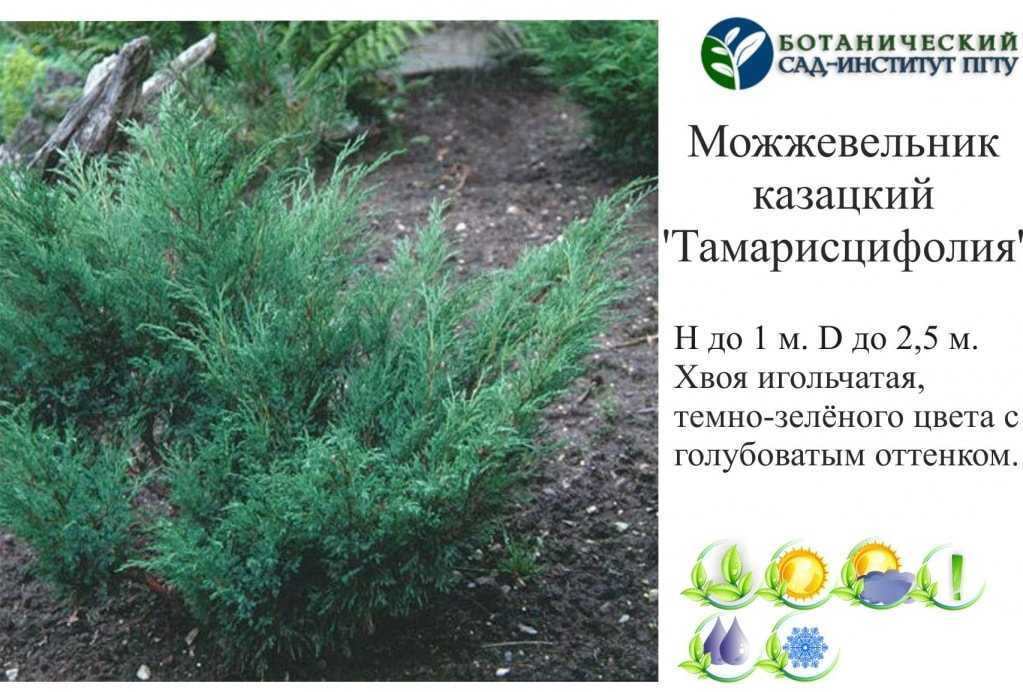 Можжевельник казацкий: описание, размножение, посадка и уход