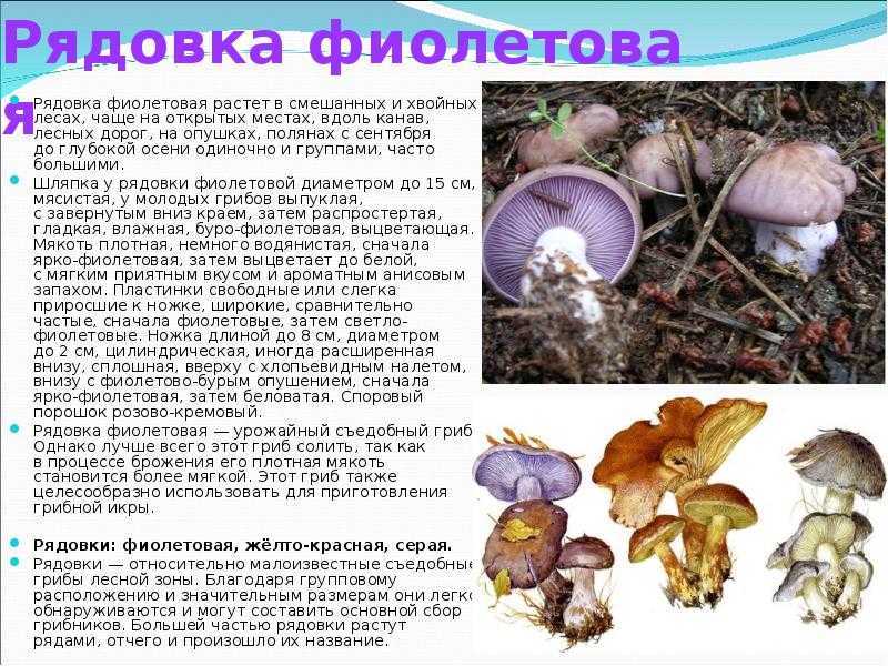 Грибы рядовки съедобные и несъедобные: виды и разновидности с фото и описаниями
