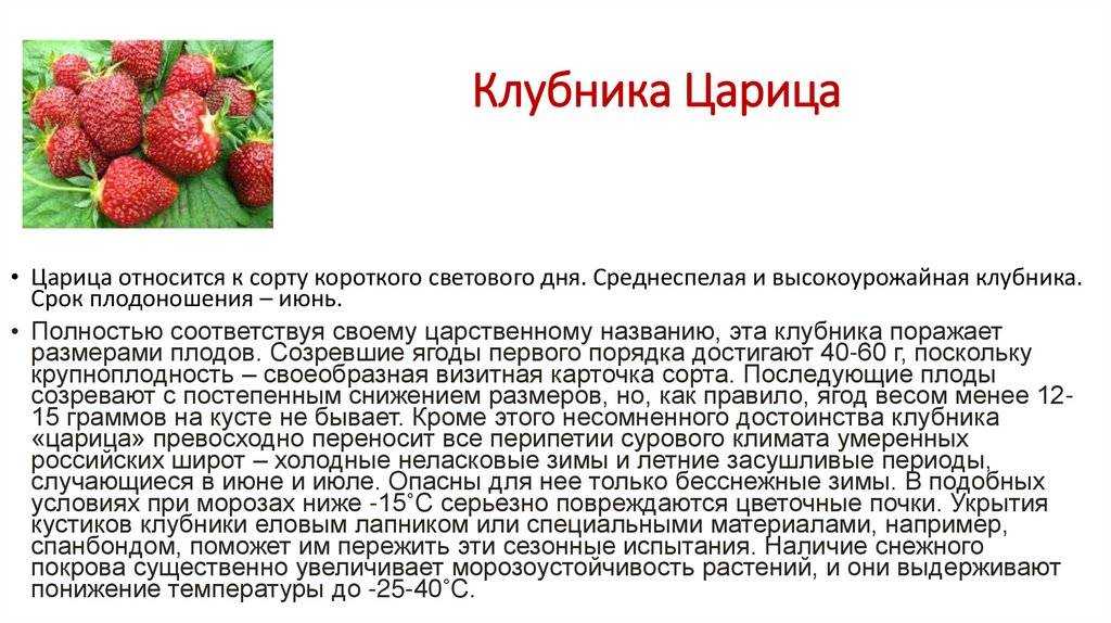 🍓 земляника садовая: посадка и уход, выращивание в открытом грунте, сорта, обрезка, размножение