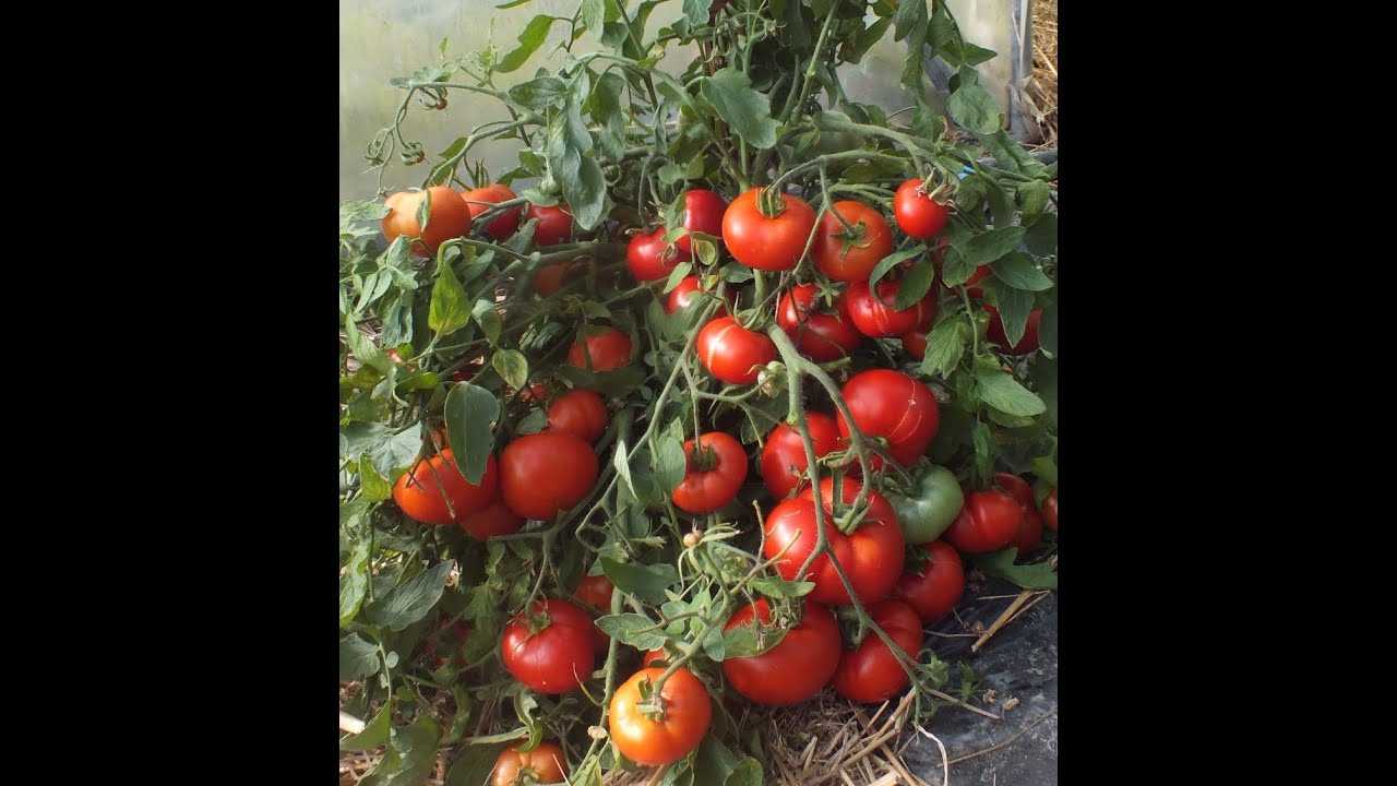 Ранний и вкусный томат «бетта»: описание сорта, выращивание, фото плодов-помидоров