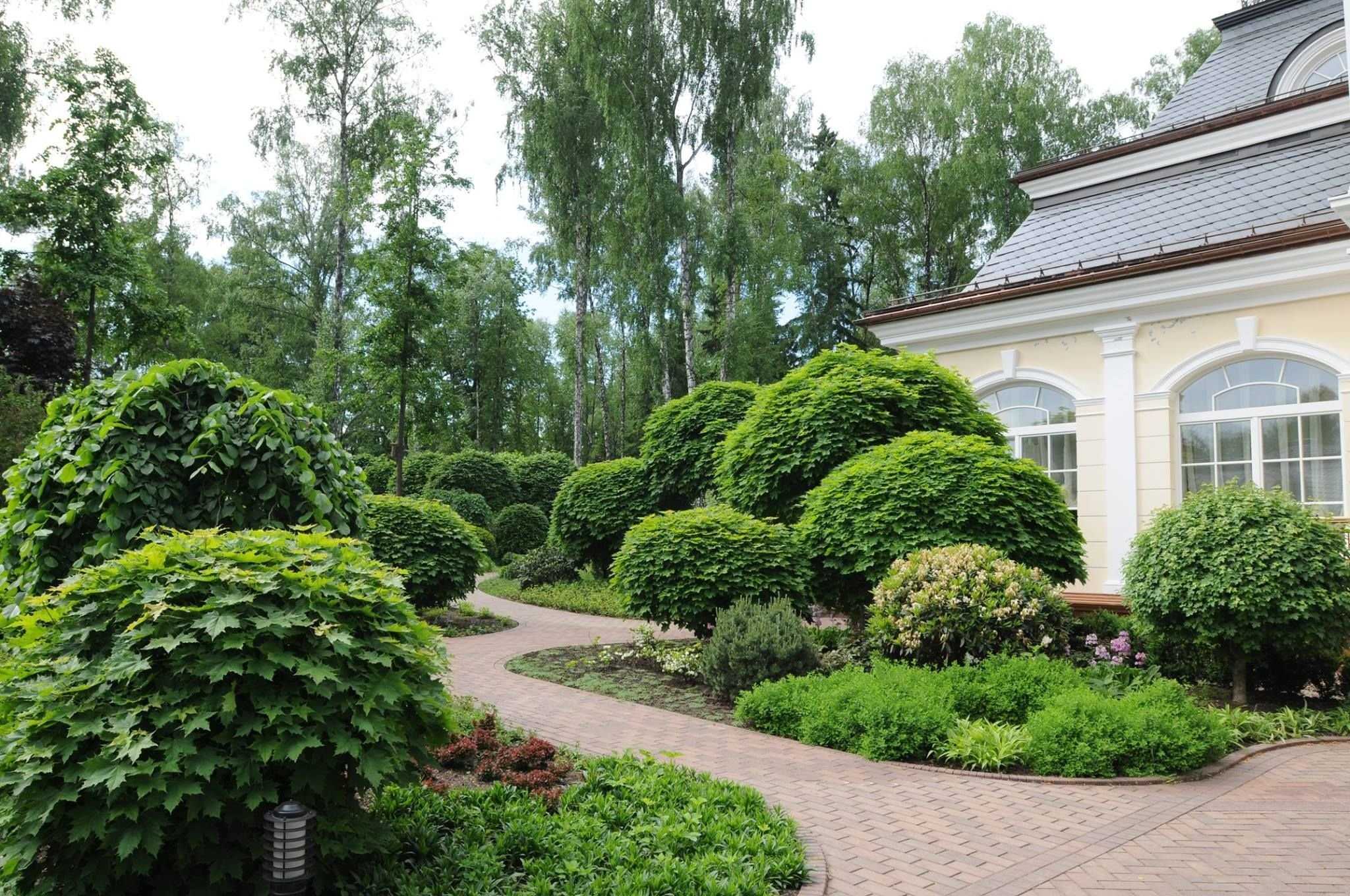 Остролистный клен, его декоративные качества, уход и размножение