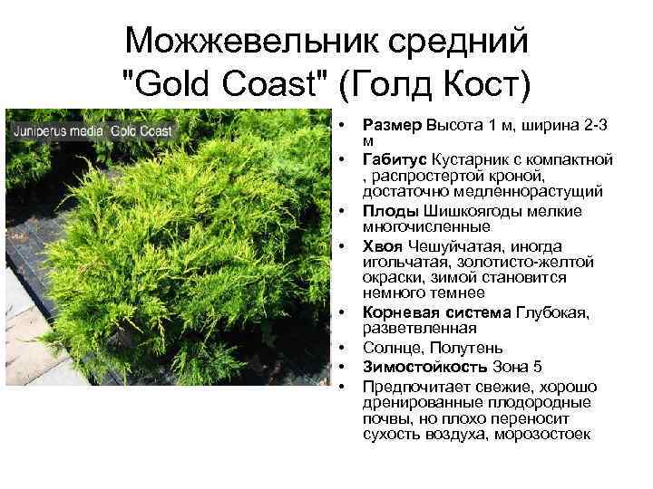 Можжевельник: описание, виды и сорта, применение