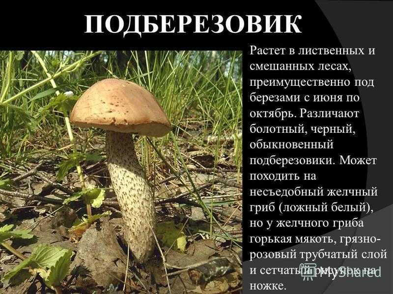 Гриб подберезовик обыкновенный: описание, где растет, как собирать