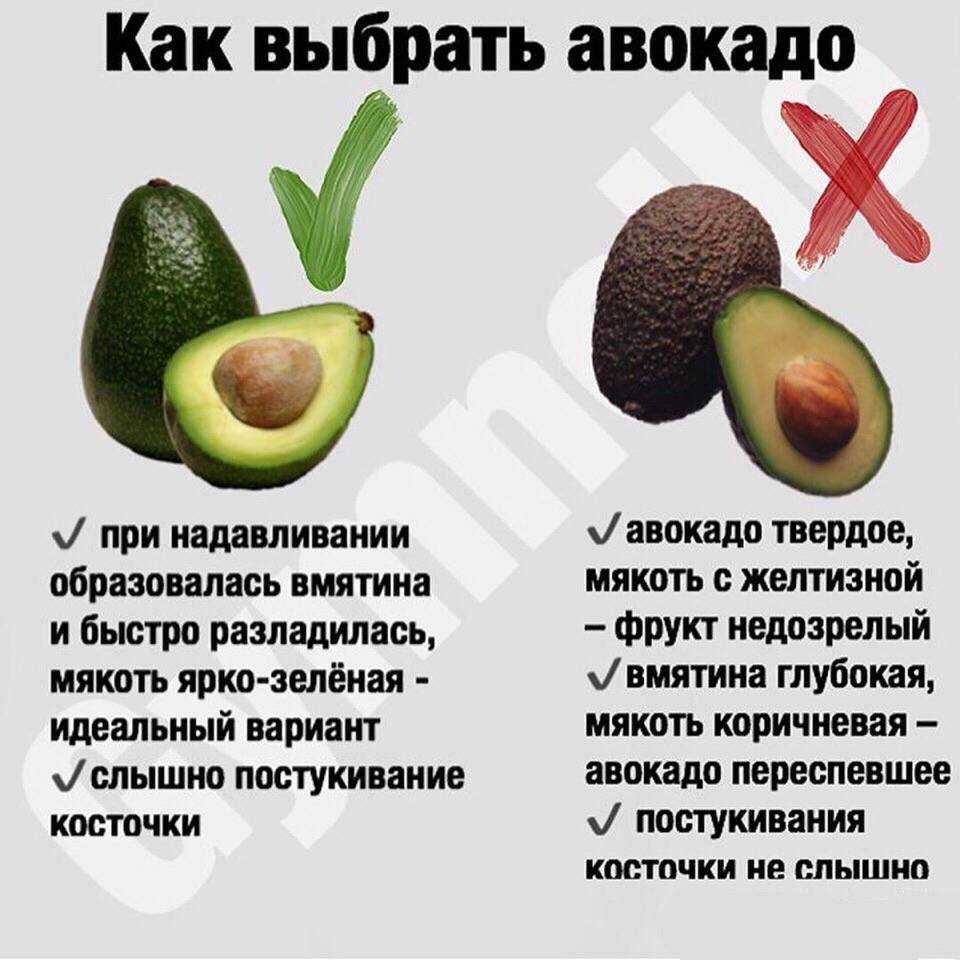 Как растет авокадо, интересные факты об аллигаторовой груше