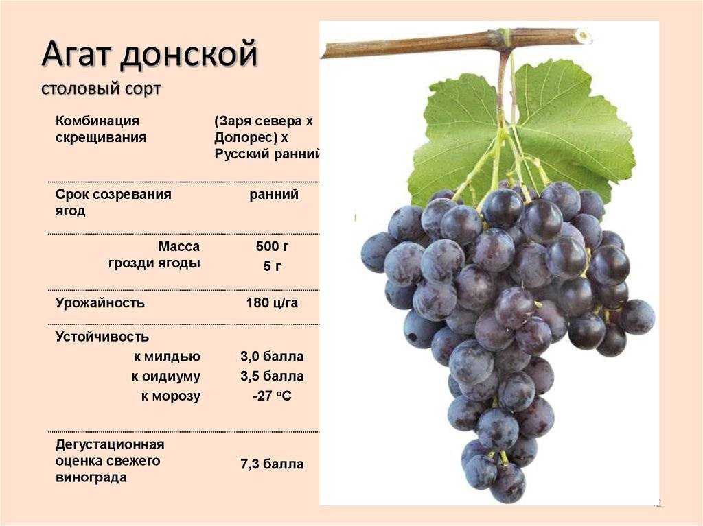 Виноград Ася: описание и фото, характеристика, сроки созревания, урожайность, вкусовые качества Правила посадки, рекомендации по уходу Плюсы и минусы сорта