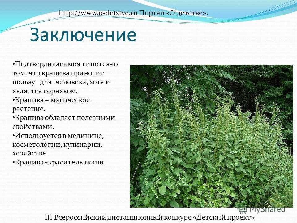 Бегония элатиор уход в домашних условиях после покупки и цветения