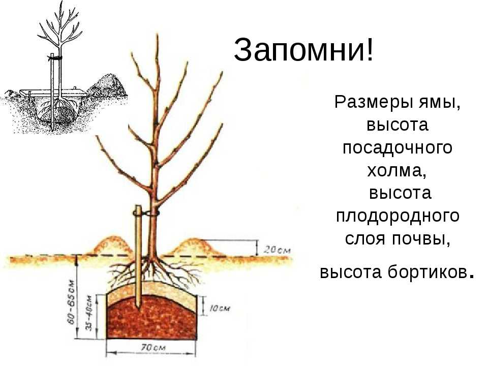 Посадка яблони осенью в ленинградской области: сроки посадки, когда и как сажать, какие яблони подходят