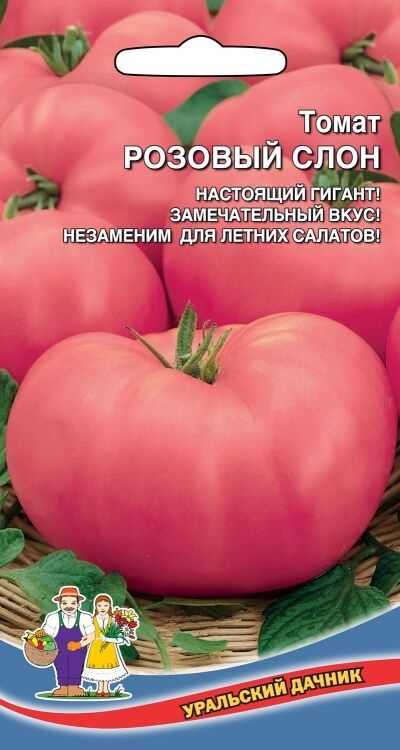 Характеристика сорта гигантского томата розовый слон