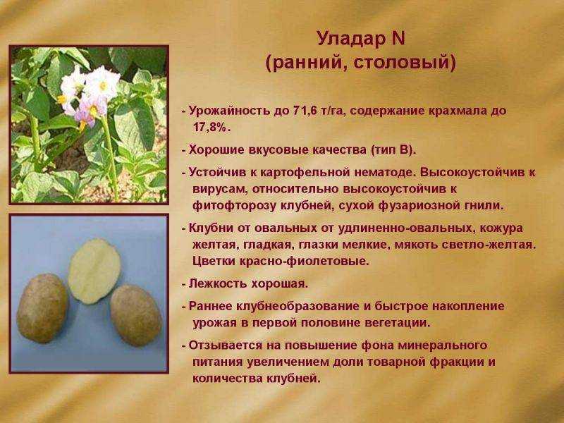 Картофель фелокс: описание сорта и его характеристика